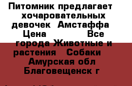 Питомник предлагает 2-хочаровательных девочек  Амстаффа › Цена ­ 25 000 - Все города Животные и растения » Собаки   . Амурская обл.,Благовещенск г.